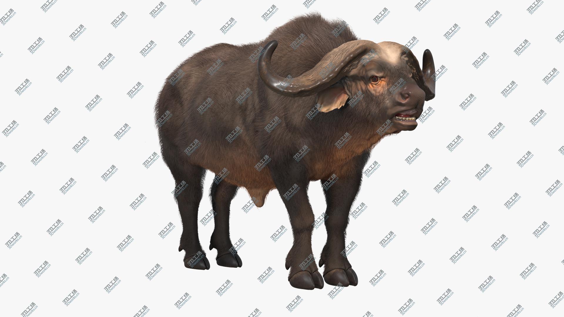 images/goods_img/202104093/3D Syncerus Caffer African Buffalo with Fur/2.jpg